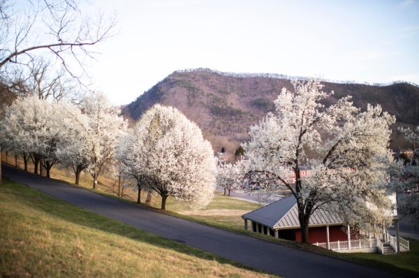 Blossoming trees on campus drive