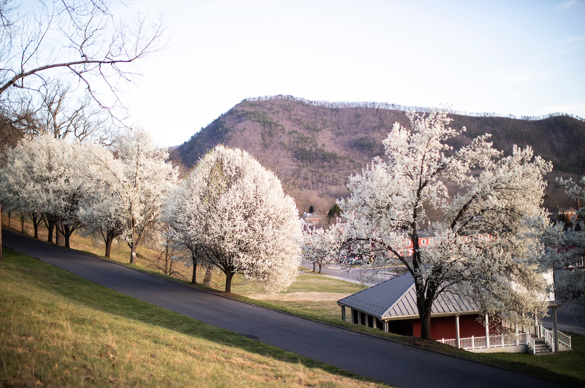 Blossoming trees on campus drive
