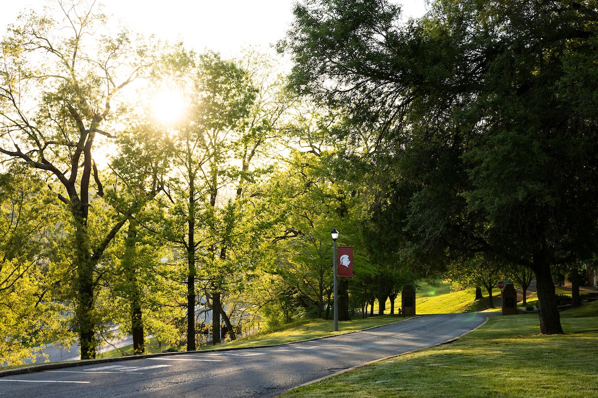 Campus drive greenery